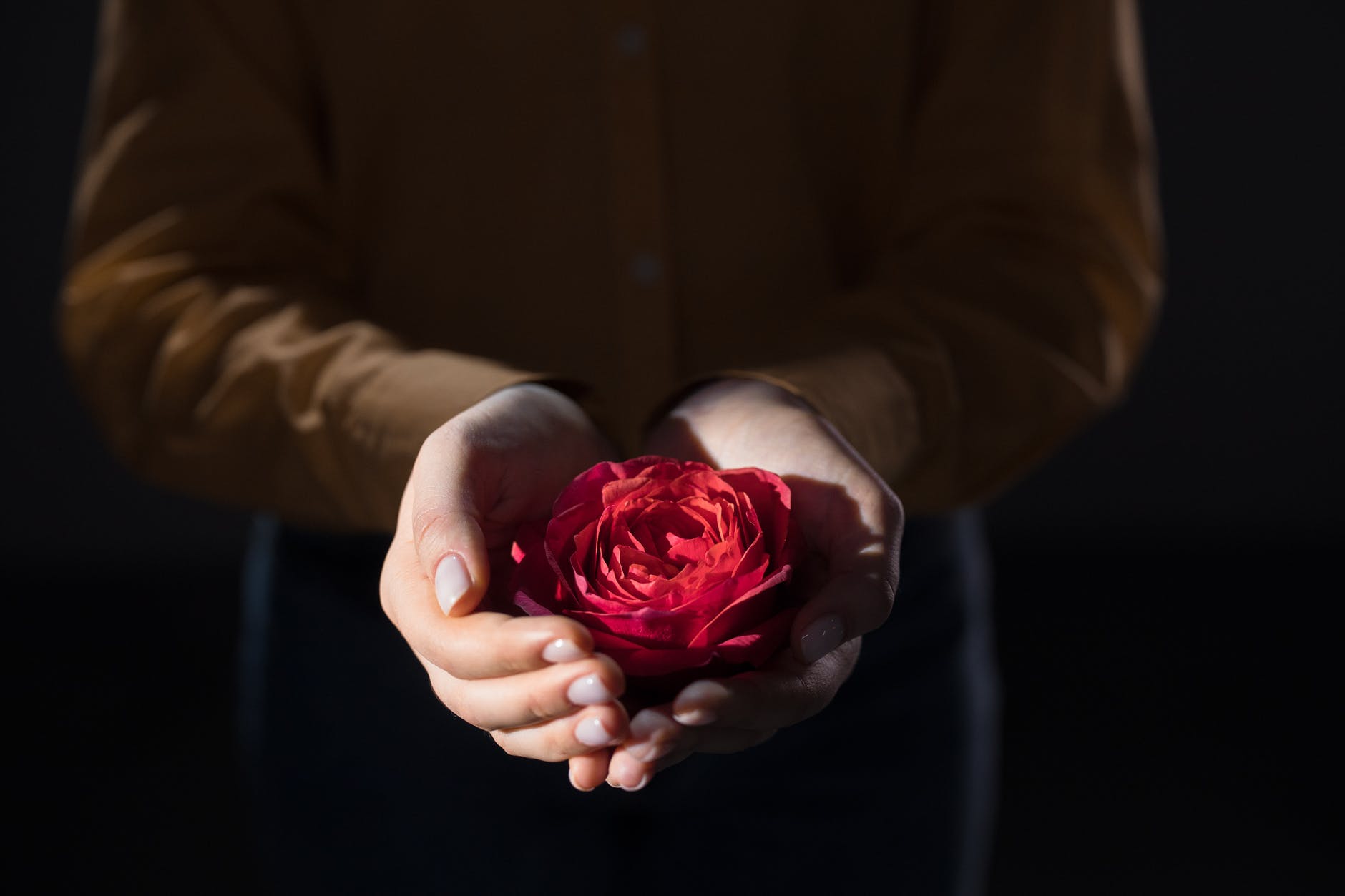 close up photo of a red rose on a person s hands
